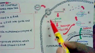 RNAi and Si RNA mediated knockdown [upl. by Sonja]