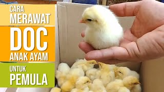 Panduan Merawat DOC Anak Ayam Baru Beli untuk Pemula [upl. by Aliled894]