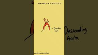 Branches of Aortic Arch  Aortic Arch Branches anatomy [upl. by Haley975]