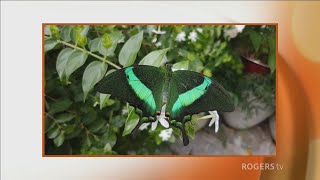 The Ottawa Butterfly Show [upl. by Di540]