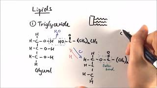 AS Biology  Triglycerides OCR A Chapter 35 [upl. by Mouldon]