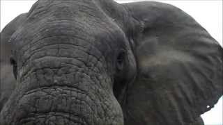 Elephant Bull Up Close in HluhluweiMfolozi [upl. by Notgnirra744]