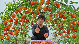 Wish I knew this method of growing tomatoes sooner Many large and succulent fruits [upl. by Yk38]