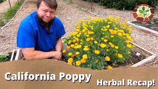 The Medicinal Benefits of California Poppy Herbal Recap with Doc Jones [upl. by Lurlene]