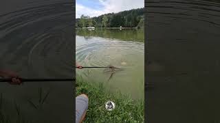 💔 fishing carps carphunter carpfishing carp carpfishinglife lake [upl. by Lunsford]