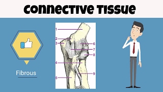 Connective Tissue for beginners [upl. by Turner371]