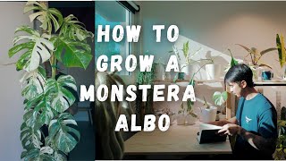 How to Grow a Monstera Albo Avoid Browning [upl. by Margaret]