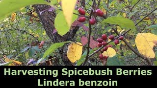 Harvesting Spicebush Berries  Lindera benzoin [upl. by Poyssick]