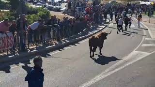 Tordesillas celebra el Toro de la Vega 2024 [upl. by Laurentia]