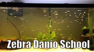 55 Gallon Zebra Danio amp Black Neon Tetra Aquarium  May 16 2018 [upl. by Adnaerb]