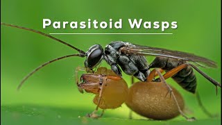 A Twist in the Tale Parasitoid Wasps [upl. by Iva]