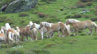 Haflinger horses in Tyrol [upl. by Saidee]