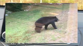 Michael Che Black Bear [upl. by Ydnor]