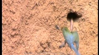 Flight of the Beeeater a short film [upl. by Desta]