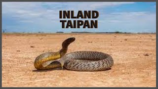 Inland Taipan Oxyuranus microlepidotus [upl. by Davis]