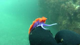 Spanish Shawl Nudibranch [upl. by Brightman]