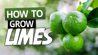 How To Grow Limes In A Pot  Growing Citrus in Containers [upl. by Lightfoot208]