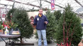 Types of Fresh Christmas Tree with Stauffers [upl. by Gussi]