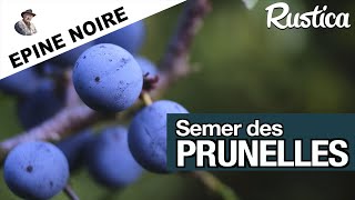 Semer un prunellier [upl. by Arreip]