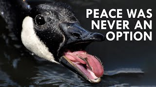 Geese Peace Was Never an Option [upl. by Philly]