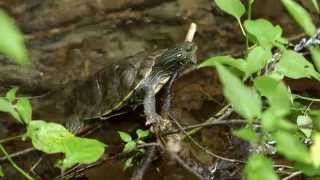 Les tortues deau douce [upl. by Htrag]