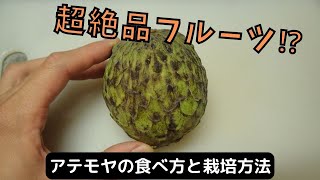 アテモヤの食べ方と種の栽培方法 [upl. by Aivek]