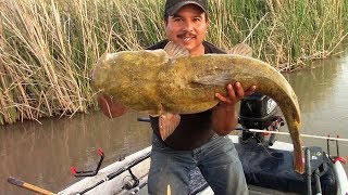 Why I Dont Keep Flathead Catfish [upl. by Mogerly320]