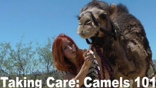 Camel Training 101 How to care for a pet camel [upl. by Loferski166]