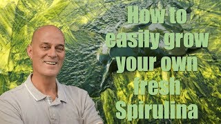 How to easily grow you own fresh Spirulina [upl. by Attayek]