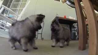 8 Week Old Keeshond Puppies [upl. by Ahsienad]