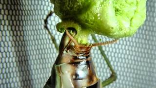 Mega Mantis Lays a Giant Green Ooth Plistospilota guineensis [upl. by Dnalra]