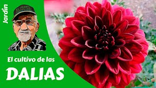 𝗗𝗔𝗟𝗜𝗔𝗦 Cómo cultivar Dalias  Guía completa [upl. by Alahsal]