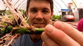 How to Grow Roses From Cuttings Fast and Easy  Rooting Rose Cuttings with a 2 Liter Soda Bottle [upl. by Arnaud836]