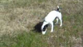 Jack Russell Terrier Chasing a Cat [upl. by Hakeber]