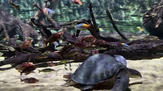 Huge fly river turtle and rainbowfish tank [upl. by Ilrebmik]