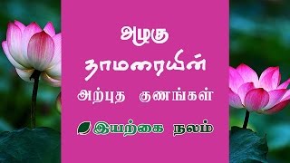 கண் எரிச்சல் குணமாக தாமரை பூ  Lotus Flower Uses in Tamil  Thamarai Benefits [upl. by Jamill]