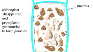 Chlorophyta Cladophora Life Cycle [upl. by Nnylecyoj]