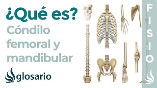 CÓNDILO  Qué es significado dónde está función lesiones del cóndilo femoral y de la mandíbula [upl. by Sherrod477]