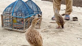 Dakni Teetar ki Awaz  Top Grey Francolin Voice [upl. by Ytok897]