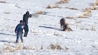 Alberta wildlife officer frees two deer with entwined antlers in a single shot [upl. by Notsahc]