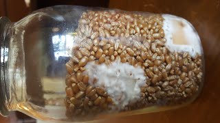 Agar to Grain Inoculation demonstration [upl. by Etteyniv]