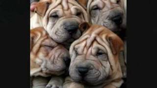 shar pei  the wrinkle dog [upl. by Aker]