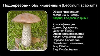 Подберёзовик обыкновенный Leccinum scabrum [upl. by Inaleon]