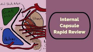 Internal Capsule Rapid Review [upl. by Lona]