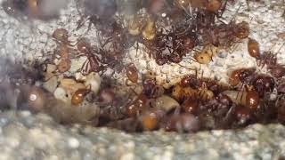 Pogonomyrmex occidentalis biggest colony [upl. by Naillig]