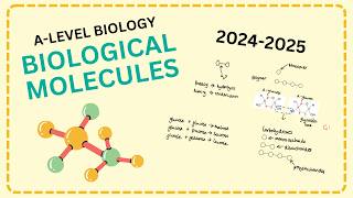 Biological molecules A level biology revision AQA StudeeBright [upl. by Helen]