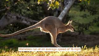 Did You Know Incredible Wallaby Facts [upl. by Eibrab753]