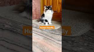 Persian cat sale 91 96112 42205 [upl. by Notsyrb443]