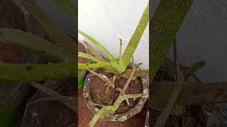 kya aap jante Hain ki aloevera ka gardening aloeveraplant song trending [upl. by Downall757]