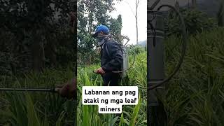 Labanan ang ataki ng mga leaf miners farmer garden [upl. by Gneh274]